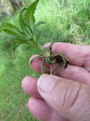 Neolasioptera mimuli