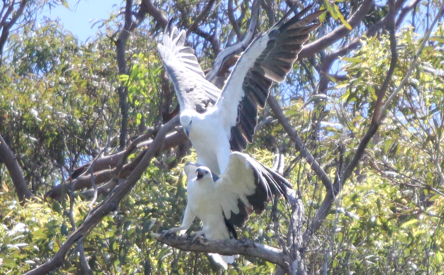 White-bellied Sea-Eagle illustration