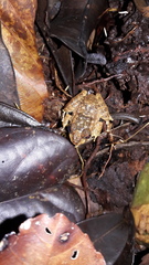 Strabomantis