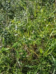 Lonicera subspicata subspicata