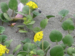 Habropoda miserabilis