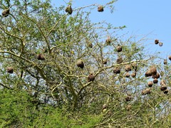 Ploceus cucullatus spilonotus