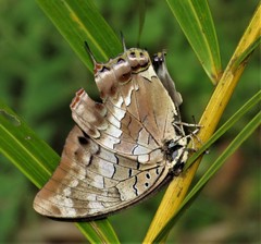 Charaxes ethalion ethalion