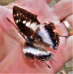 Charaxes ethalion ethalion