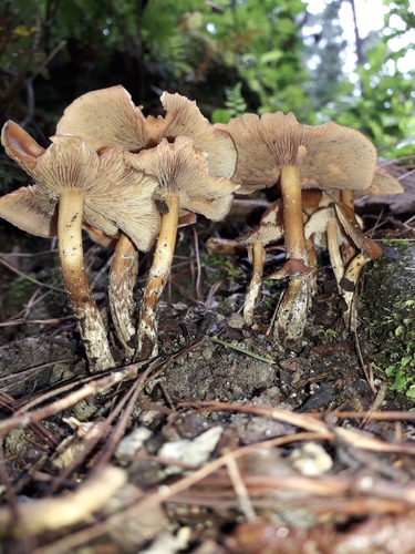Psilocybe muliercula