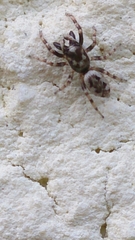 Salticus zebraneus