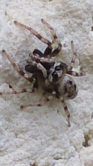 Salticus zebraneus