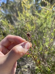 Calytrix tetragona