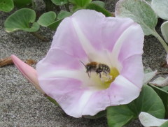 Anthidium palliventre
