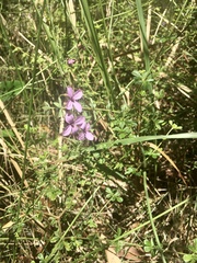 Tetratheca thymifolia