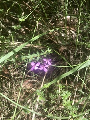 Tetratheca thymifolia