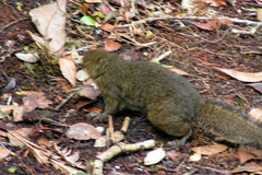 Sundasciurus everetti