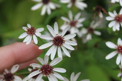 Eurybia chlorolepis