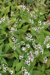 Eurybia chlorolepis