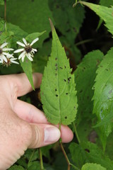 Eurybia chlorolepis