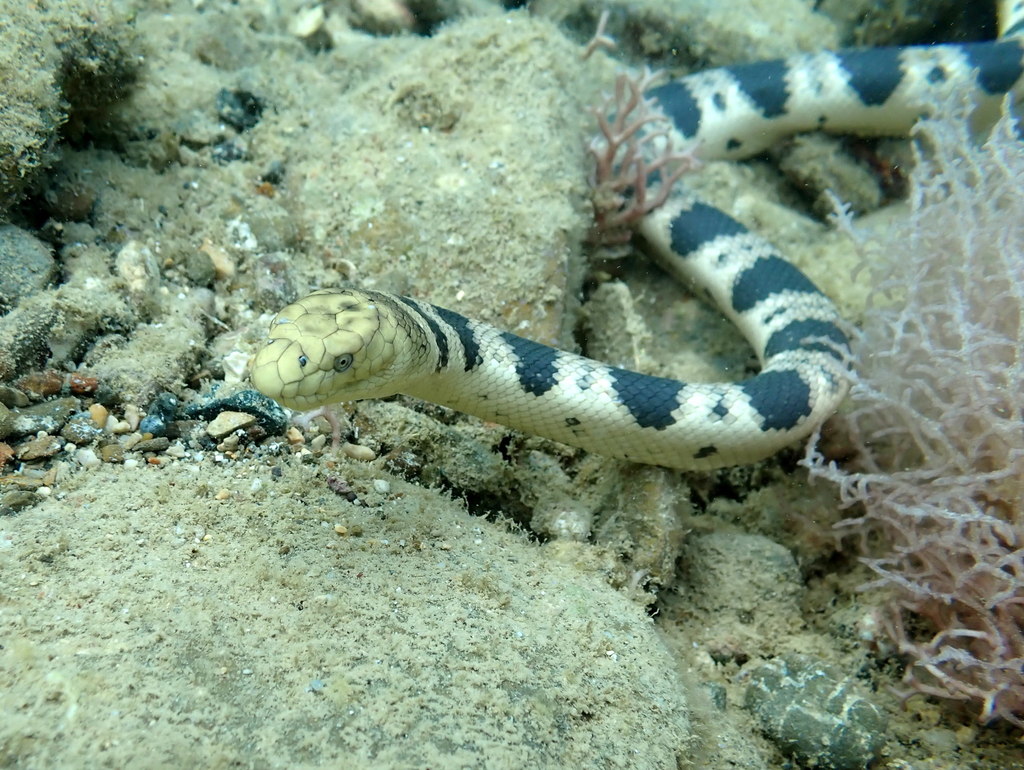 Greater Seasnake