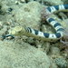 Greater Sea Snake - Photo (c) Claire Goiran, some rights reserved (CC BY-NC), uploaded by Claire Goiran