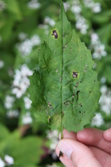 Eurybia chlorolepis