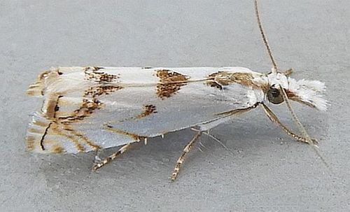 Microcrambus copelandi photo 2