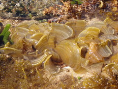 Padina fraseri