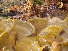Padina fraseri