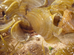 Padina fraseri