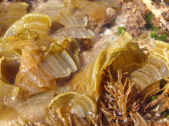 Padina fraseri