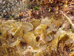 Padina fraseri