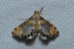 Nymphicula blandialis