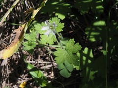Geranium wakkerstroomianum