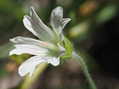 Geranium wakkerstroomianum