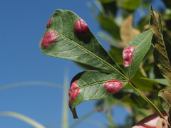Exobasidiaceae