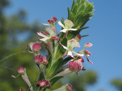 Zaluzianskya microsiphon