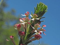 Zaluzianskya microsiphon