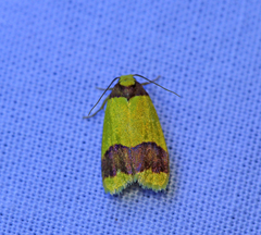 Heterallactis microchrysa