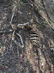 Odocoileus hemionus californicus