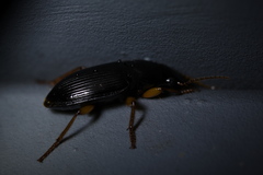 Harpalus griseus