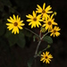 Rosinweed Sunflower - Photo (c) Dwayne Estes, some rights reserved (CC BY-NC)