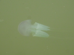 Acromitus flagellatus