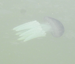 Acromitus flagellatus