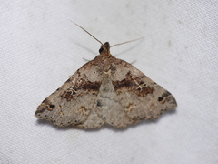 Lithilaria ossicolor