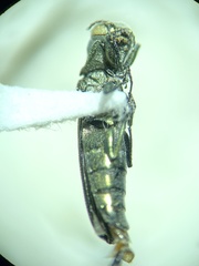 Agrilus otiosus