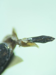 Agrilus otiosus
