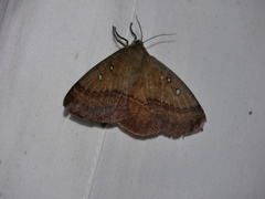Anthela connexa