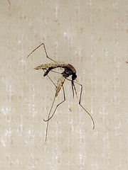 Anopheles farauti