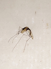 Anopheles farauti