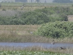 Patagioenas fasciata