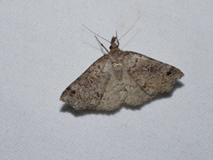 Lithilaria ossicolor