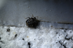 Charagochilus