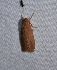 Scoliacma pactolias